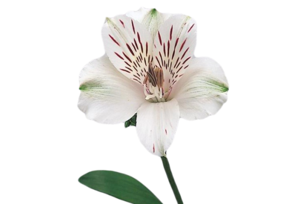 Альстромерия обычная